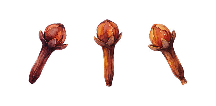 Hand Drawn Watercolor Illustration of Dried Aromatic Clove Buds Isolated on White Background for Cooking and Spice Design