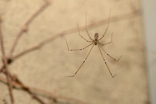 Close-up top-down view of a cellar spider hanging on a web against a textured background