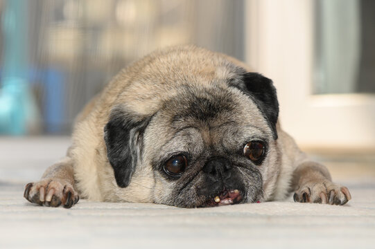 Close-up indoor portrait of a senior fawn pug resting flat on the floor