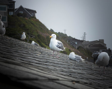 A flock of seagulls resting on a textured shingle roof with coastal hillside homes in the background under a foggy, overcast sky.