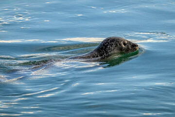 Harbour seal swimming - Phoca vitulina © Fab