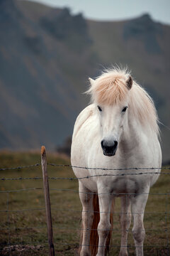 Portrait of an Icelandic horse - Equus ferus caballus