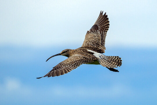 Eurasian whimbrel in flight - Numenius phaeopus