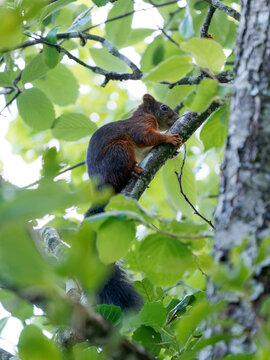 &Eacute;cureuil roux (Sciurus vulgaris) dans un arbre, mammif&egrave;re sauvage arboricole de la famille des Sciuridae