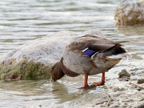 Canard colvert (Anas platyrhynchos) s&rsquo;alimentant au bord de l&rsquo;eau, avec miroir alaire bleu-violet visible