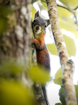 &Eacute;cureuil roux (Sciurus vulgaris) dans un arbre, mammif&egrave;re sauvage arboricole de la famille des Sciuridae
