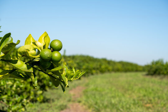 Fresh green citrus fruits growing on a tree branch in a sunny agricultural orchard under clear blue sky
