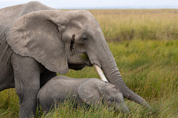 Mother elephant with baby elephant