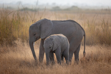 Elephant with baby elephant 
