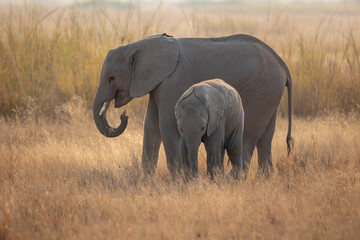 baby elephant in Amboseli