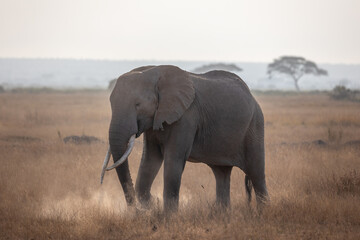 elephant in the savannah