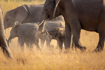 baby elephant in Amboseli
