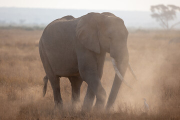 elephant in the savannah