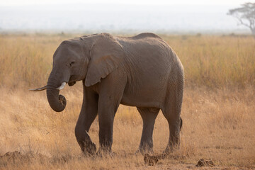 elephant in the savannah