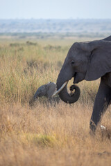 Mother elephant with baby elephant