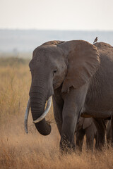 elephant in the savannah
