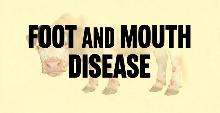 Foot and Mouth Disease illustration with text overlay, depicting a cow with visible symptoms of the disease on its feet.