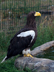 Obraz premium Steller's sea eagle at the zoo. White-shouldered eagle