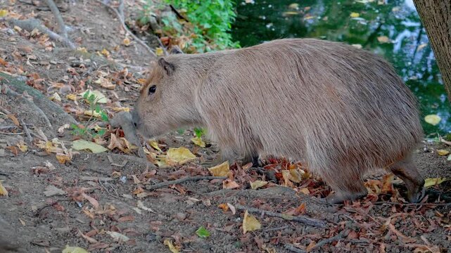Single capybara walking along riverbank looking for food in autumn forest
