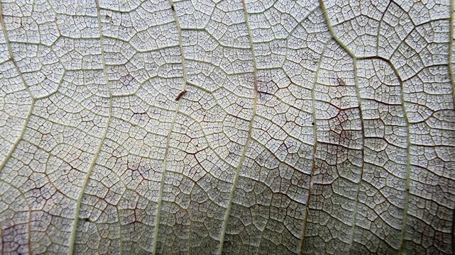 Dry Teak Leaf Vein Structure Moving Subtly for Organic Video Background in 4K Macro Slow Motion Loop