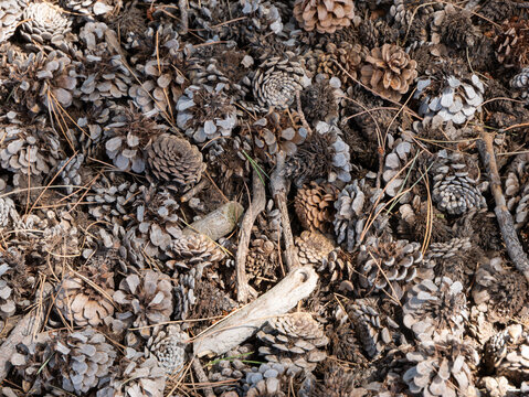Forest floor covered with pine cones, dry needles and twigs, top view natural texture background