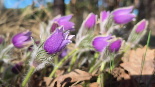 Early spring purple Pulsatilla patens flowers blooming in a forest, a rare protected plant also known as pasque flower or prairie crocus