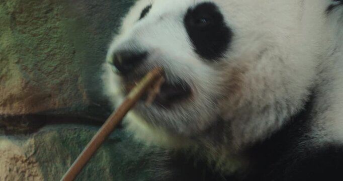 Cinematic giant panda sitting in a zoo enclosure and holding bamboo, peaceful wildlife and natural animal portrait. nature documentaries, zoo footage, conservation, animal education, travel 