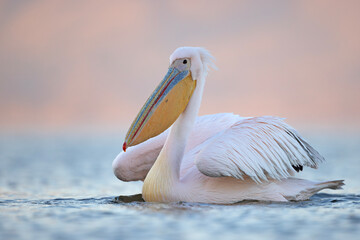 Pelikan różowy, pelikan baba (Pelecanus onocrotalus) © Grzegorz