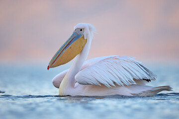 Pelikan różowy, pelikan baba (Pelecanus onocrotalus) © Grzegorz