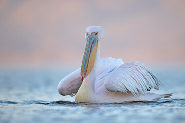 Pelikan różowy, pelikan baba (Pelecanus onocrotalus) © Grzegorz