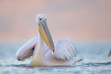 Pelikan różowy, pelikan baba (Pelecanus onocrotalus) © Grzegorz