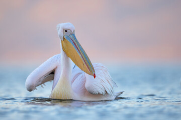 Pelikan różowy, pelikan baba (Pelecanus onocrotalus) © Grzegorz