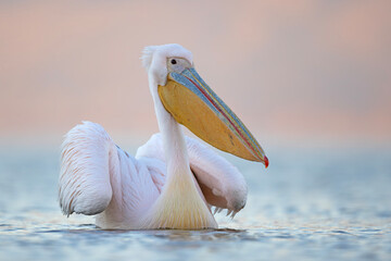 Pelikan różowy, pelikan baba (Pelecanus onocrotalus) © Grzegorz