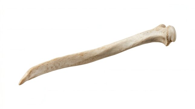 Isolated Animal Bone Fragment With Textured Surface