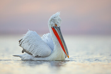 Pelikan kędzierzawy (Pelecanus crispus) © Grzegorz