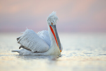 Pelikan kędzierzawy (Pelecanus crispus) © Grzegorz