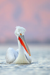 Pelikan kędzierzawy (Pelecanus crispus) © Grzegorz