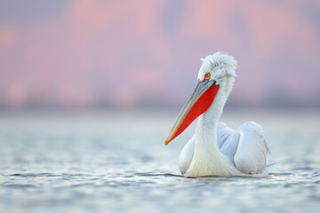 Pelikan kędzierzawy (Pelecanus crispus) © Grzegorz
