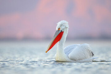 Pelikan kędzierzawy (Pelecanus crispus) © Grzegorz