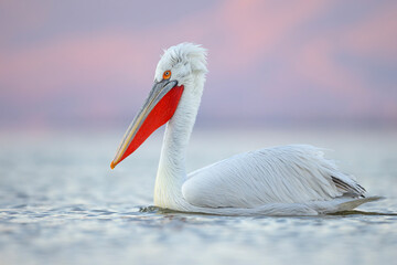 Pelikan kędzierzawy (Pelecanus crispus) © Grzegorz
