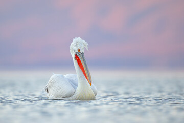 Pelikan kędzierzawy (Pelecanus crispus) © Grzegorz