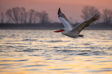 Pelikan kędzierzawy (Pelecanus crispus) © Grzegorz