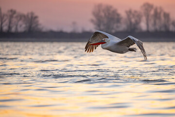 Pelikan kędzierzawy (Pelecanus crispus) © Grzegorz