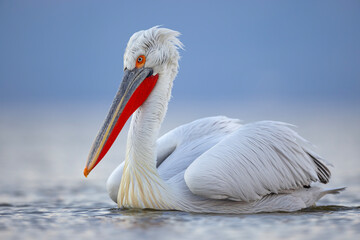 Pelikan kędzierzawy (Pelecanus crispus) © Grzegorz