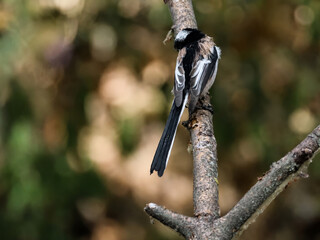 Long-tailed tits playing together on tree branches © János István Lukács