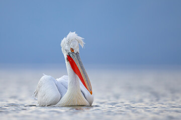 Pelikan kędzierzawy (Pelecanus crispus) © Grzegorz