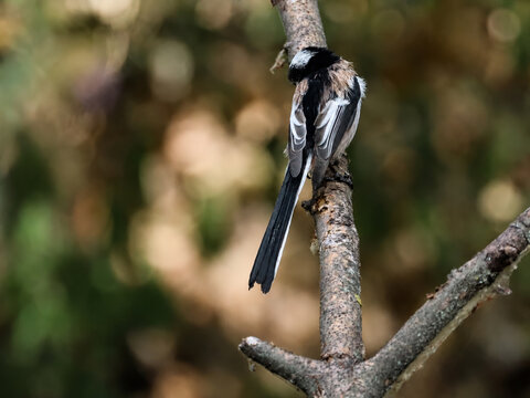 Long-tailed tits playing together on tree branches