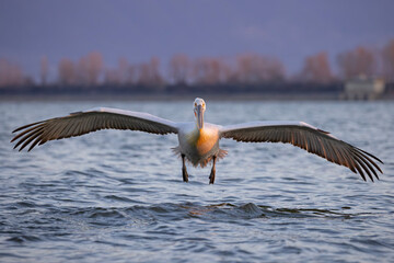 Pelikan kędzierzawy (Pelecanus crispus) © Grzegorz