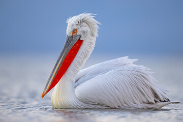 Pelikan kędzierzawy (Pelecanus crispus) © Grzegorz