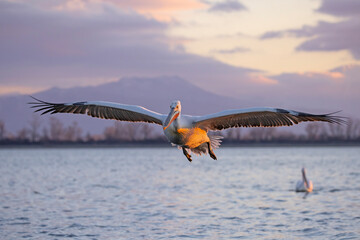 Pelikan kędzierzawy (Pelecanus crispus) © Grzegorz